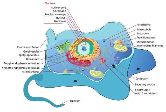 cell-diagram-what-was-the-origin-of-the-first-life-6115078
