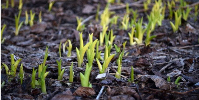 march-seasonal-produce-and-more-present-month-project-640x324-5265086