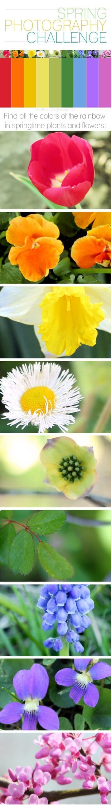 springphotochallenge springphotochallenge-2143505